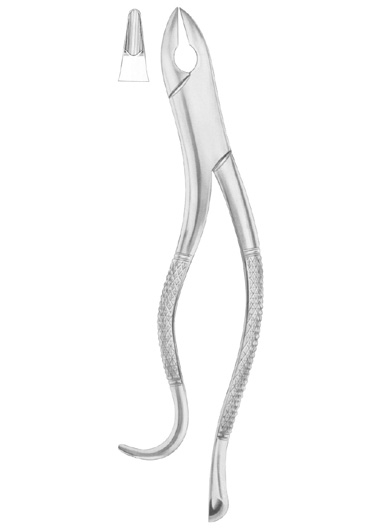 KELLS Fig. 99A upper incisors, canines, premolars 